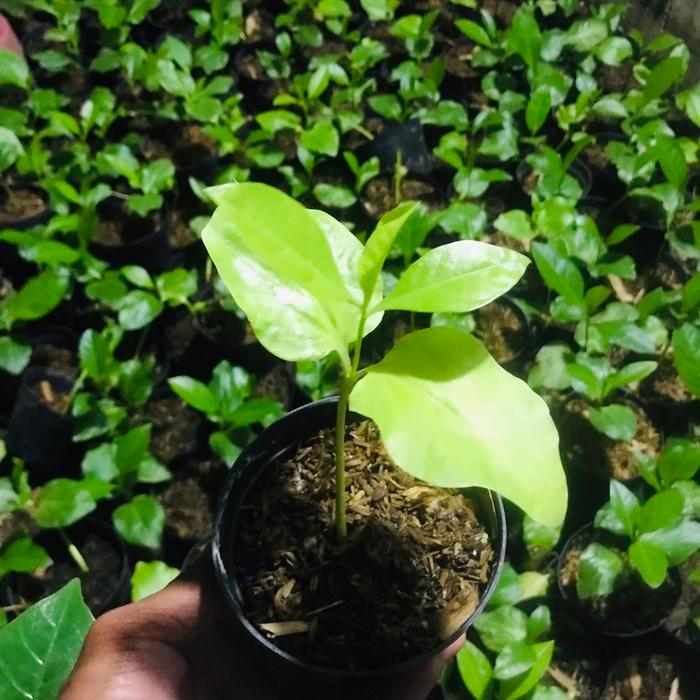 READY STOK Bibit baobab adansonia paket 300 bibit