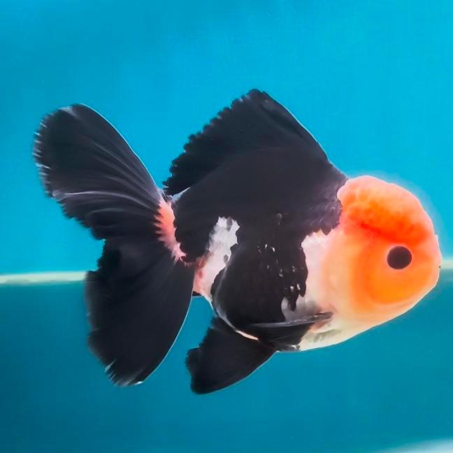 Oranda Panda Ikan Mas Koki Panda Ikan Mas Koki Hitam Putih Terbaru 
