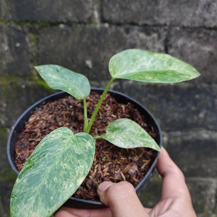 Yuxurystore- Philodendron Marbel Varigata - Philo Blizzard Marble Varigata (Baby)