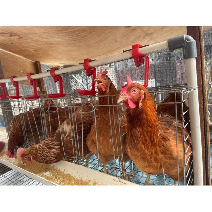 Ayam petelur / ayam telur / ayam petelur siap bertelur / ayam petelur 20-24 minggu / ayam petelur