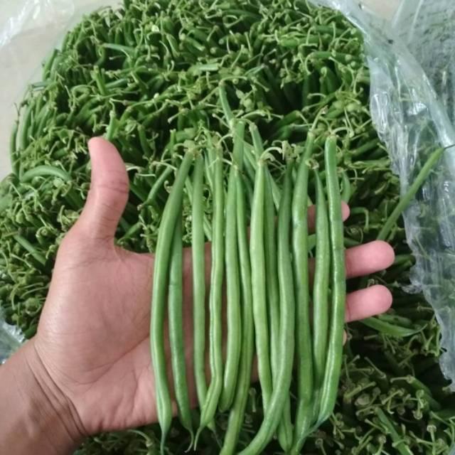 Terbaru Gardenium Benih Baby Buncis Kenya Buncis Biji Putih Perdu Non Rambat Tanaman Sayur