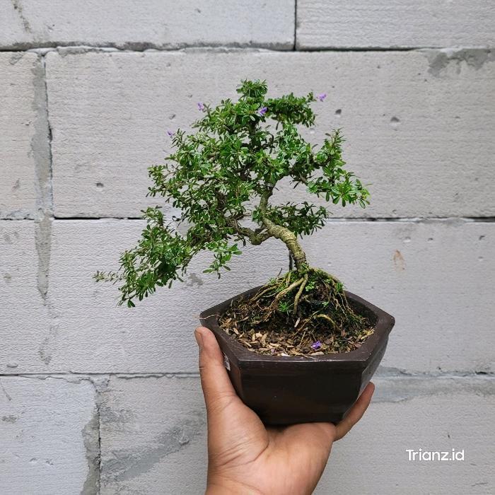 Bonsai Saeng simbur vietnam bunga ungu
