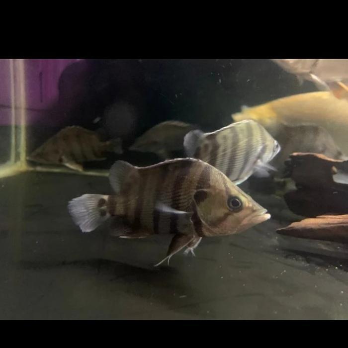 Ikan Hias Datz Silver/Datznoid #Gratisongkir