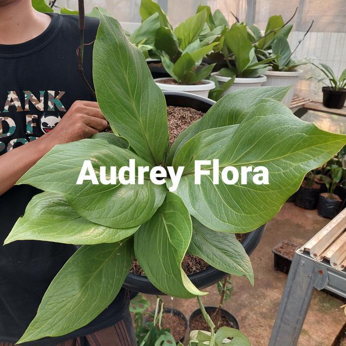 Tanaman Hias Anthurium Jemani Jumbo - Anthurium Jumbo