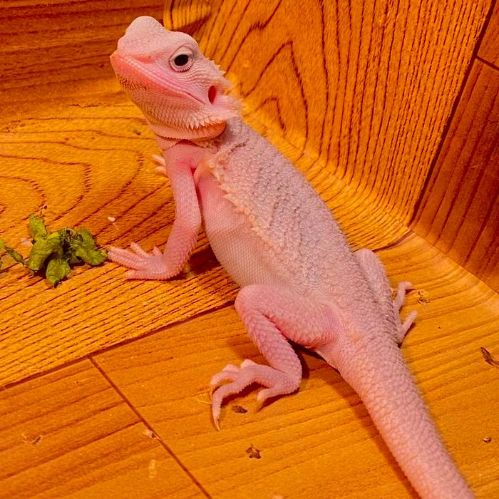 Ready Stock Bearded Dragon Pink Zero Hypo Translucent trans No varanus salvator celebensis sumbawa