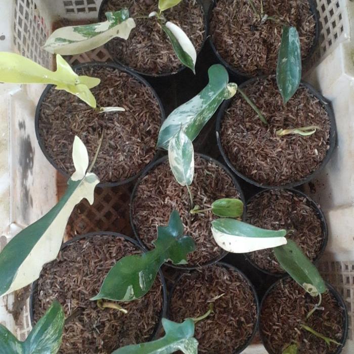 SALE Tanaman hias philodedendron Flobe varigata - Tanaman hias Flobe var