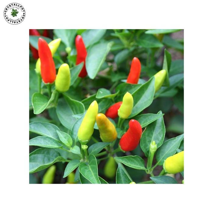 READY Benih Bibit Cabe Rawit Putih Sona Benih Unggul Jara - CABE RAWIT PUTIH SONA