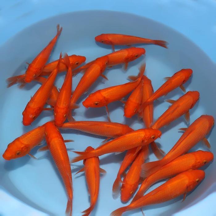 Ikan Koi Aka Hajiro Terbaru 