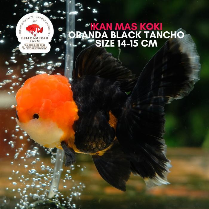 Ikan Mas Koki Oranda Black Tancho Size 89Cm Terbaru 