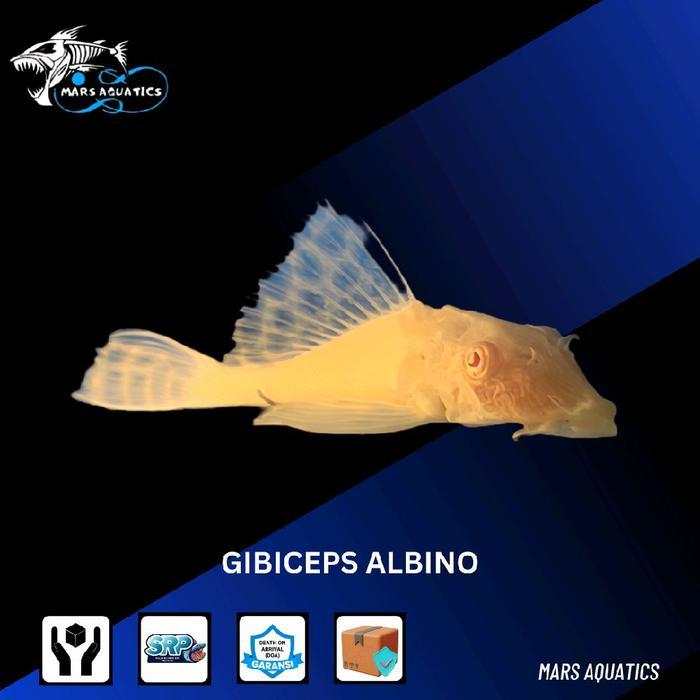 Ready Ikan Hias Gibicep Bloody Eye Pleco L083 Red Eye Albino Mata Merah Sdg