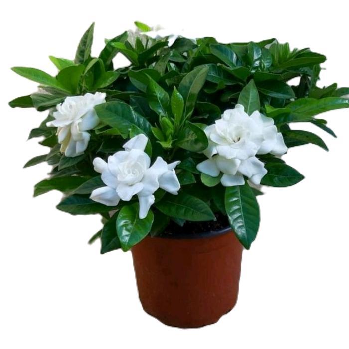 tanamanhias melati kaca piring - bunga melati kaca piring - tanaman bunga melati kaca piring - bunga