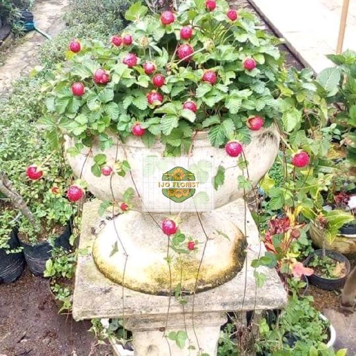 tanaman buah arbenan (strawberry hutan)