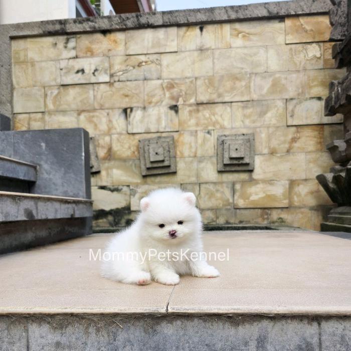 TERLARIS anjing supermini Pom Pomeranian dog puppy jual