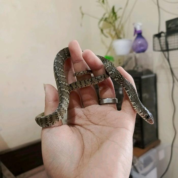 Spesial Promo ULAR JALI/PTYAS MUCOSA SIZE BABY
