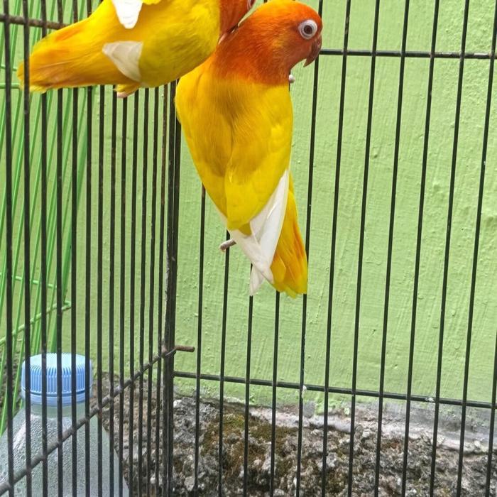 Burung lovebird biola lutino MM mata merah - Satuan