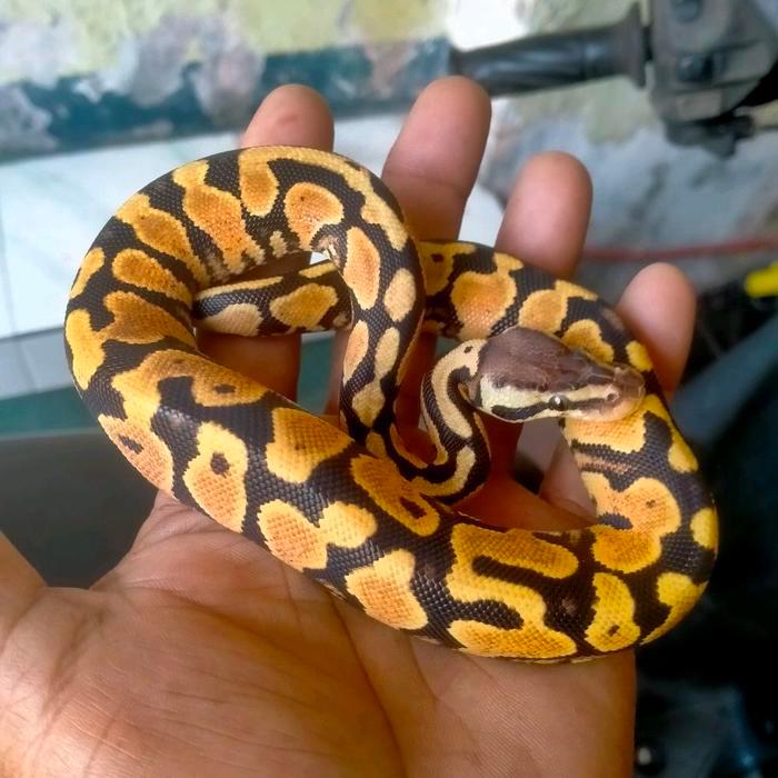 NEW Ready ball python pastel bp morph