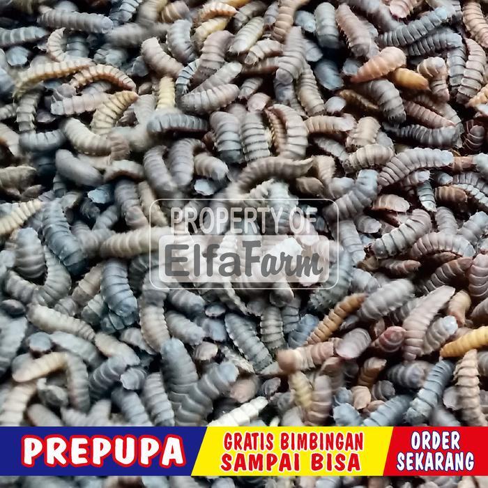 NEW PRODUCT PREPUPA BSF