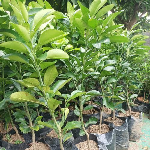 READY bibit jeruk Bali pamelo pohon jeruk Bali buah jeruk bali