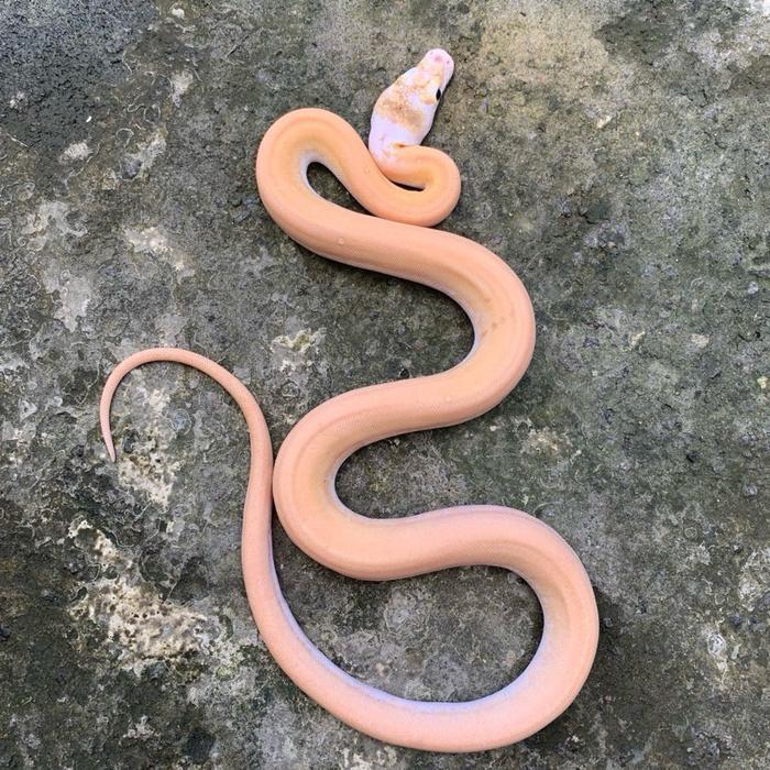 Ready Stock Retic / retic ivory / retic ivory het albino / het albino retic / reticulatus / ivory /