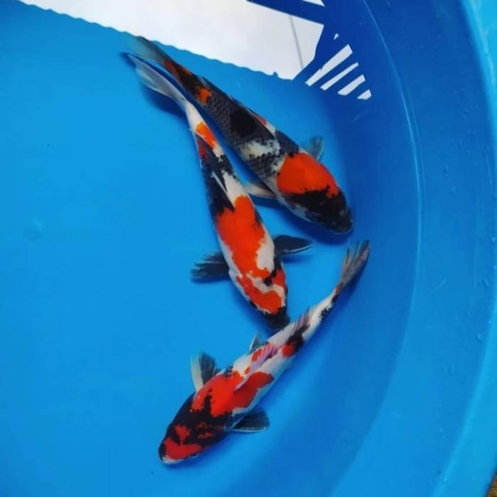 Ikan Koi Showa Blitar 25-30Cm Terbaru 