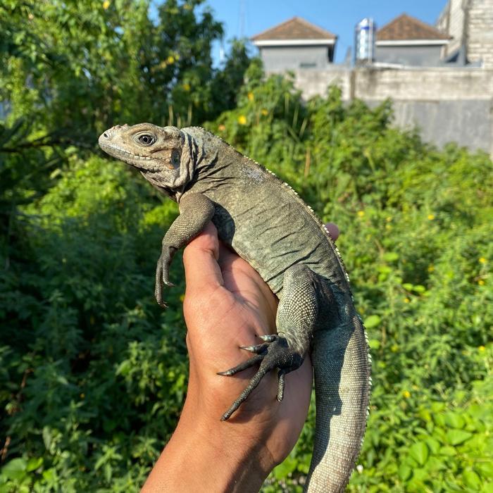 READY GE Blue Rhino Iguana Normal Horn Kepala pendek