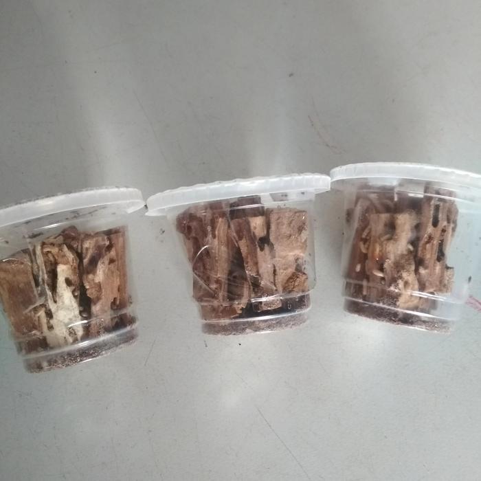 poa rengas umpan pancing paket 3 cup