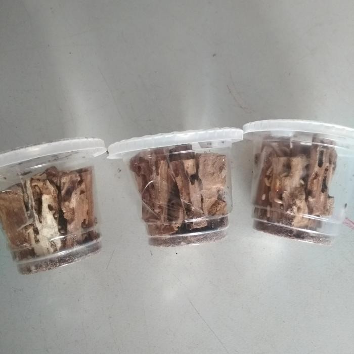 4tpo- Poa Rengas Umpan Pancing Paket 3 Cup