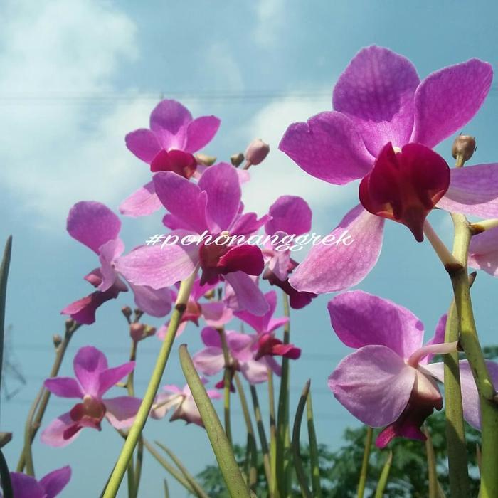 Bibit Anggrek Vanda Douglas