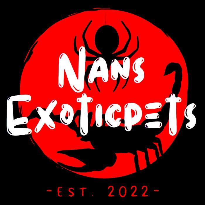 Tarantula Orange Baboon Tarantula Pterinochilus Murinus Sling ~Nans Exoticpet'S~ Original