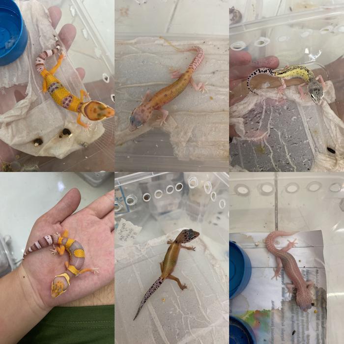 REDAY Terlaris 5 EKOR Leopard gecko 1-2 bulan Rabdom morph Promo Murah