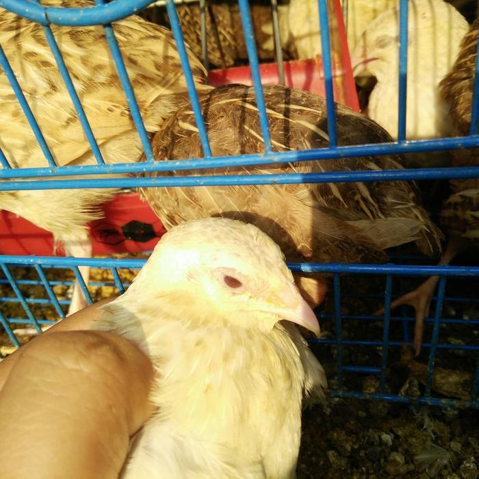 Viva - [Terbatas] Puyuh Albino Mata Merah