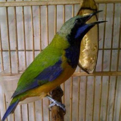 burung cucak cungkok dewasa gacor dorrr