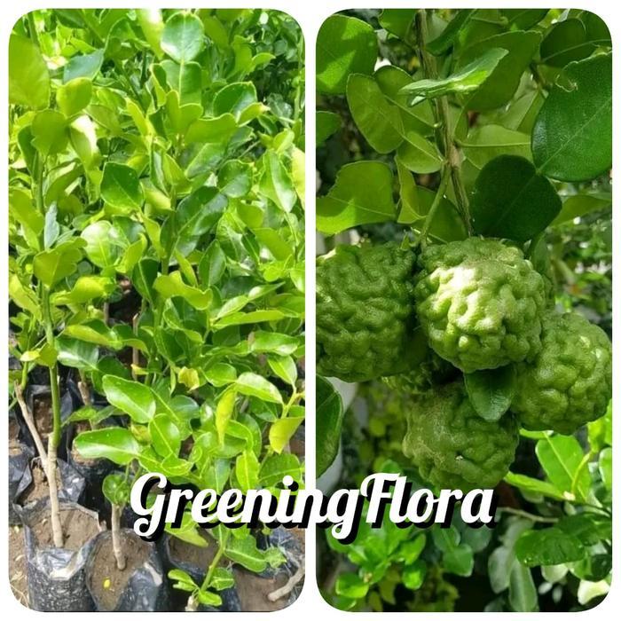 READY [COD] BIBIT JERUK PURUT OKULASI BIBIT DAUN JERUK DAUN BUMBU MASAK
