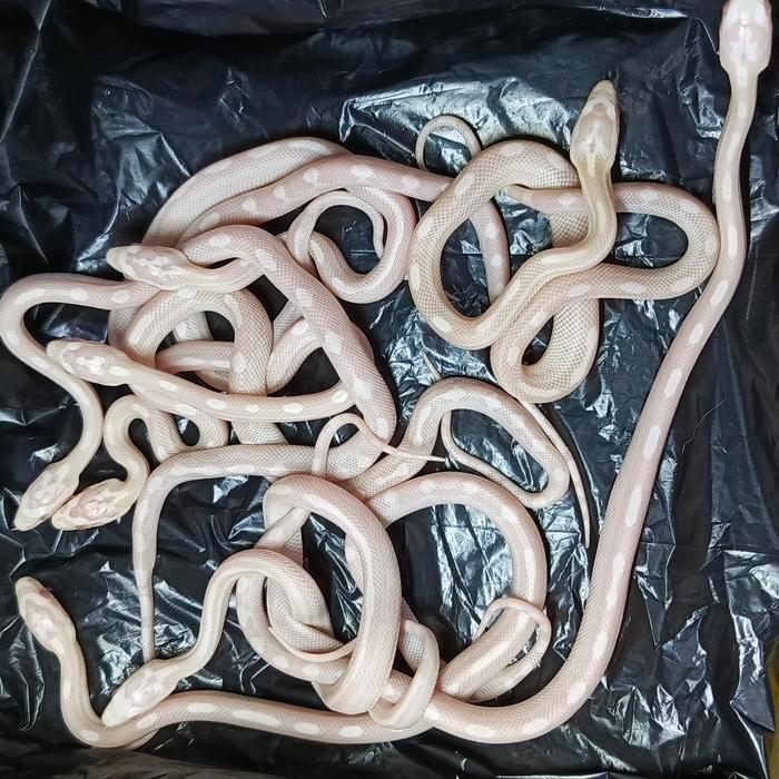 Ready BS ular putih corn snake snow motley pinstripe