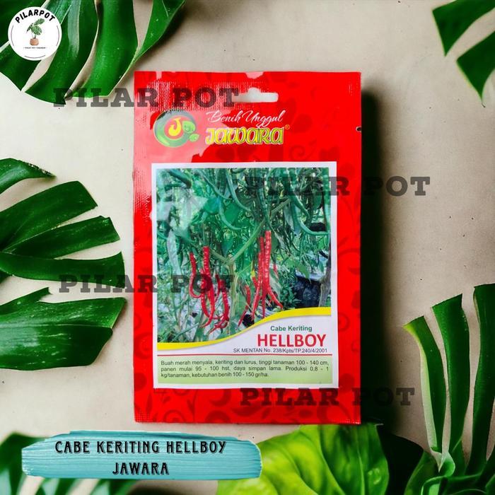 Benih Bibit Cabe Keriting Benih Unggul Jawara - CABE KERITING HELLBOY