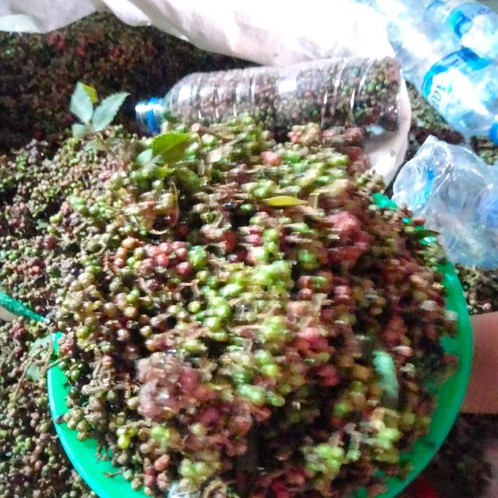 READY Bisa COD/Andaliman//Tuba//ittir-ittir 1000gram Pedas