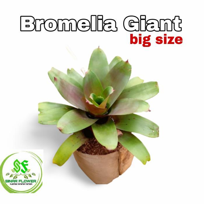 Terlaris tanaman bromelia giant/tanaman hias indoor/bromelia giant/bromelia