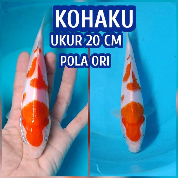 Ikan Koi Blitar Kohaku Ready Sanke Chagoi Shusui Dll Terbaru 