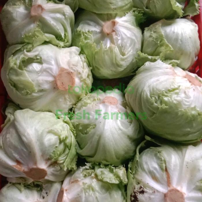 neW Head Lettuce / Lettuce Kebab 1kg