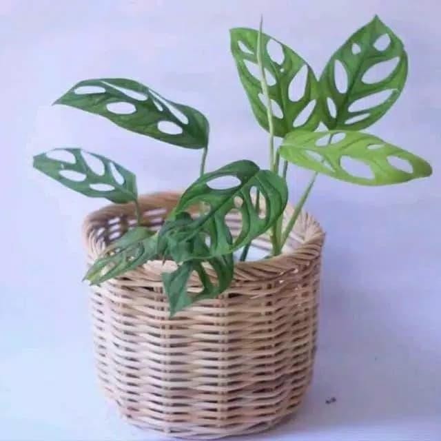 ASLI Taan s Monstera Janda Bolong - Monstera Obliqua READY STOCK