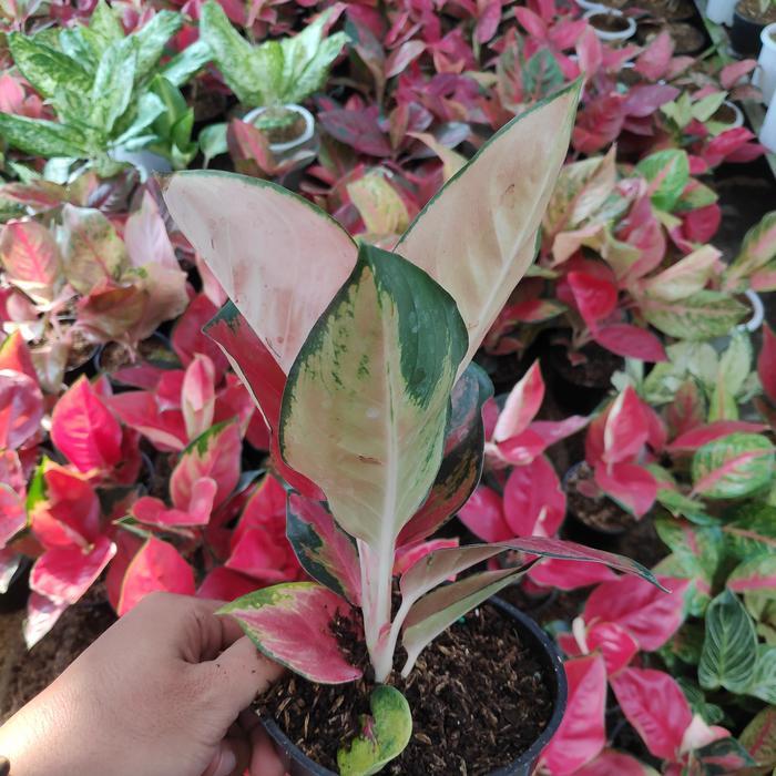 Aglonema Suksom Jaipong Stang Pendek