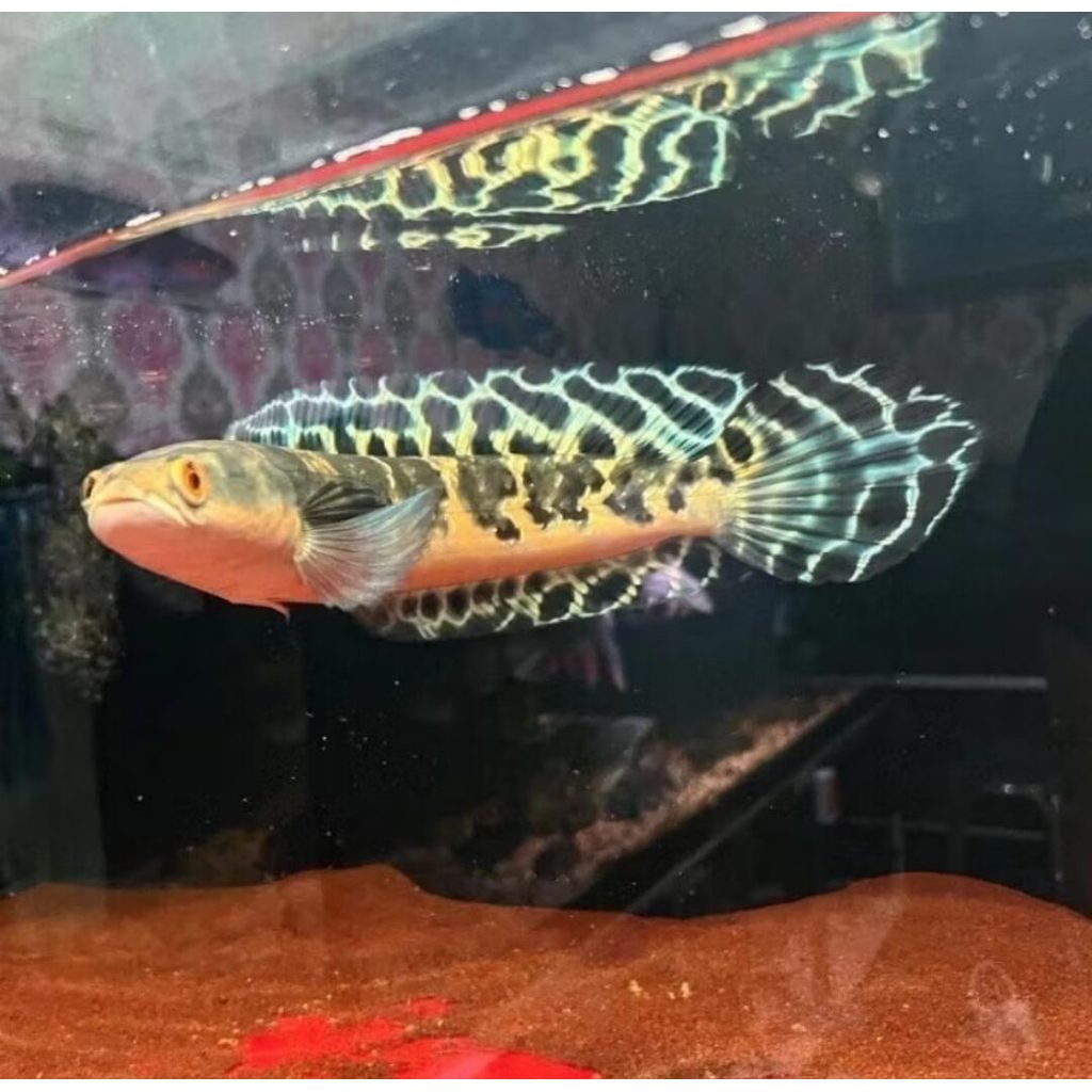 Hiasan aquarium channa maru batik