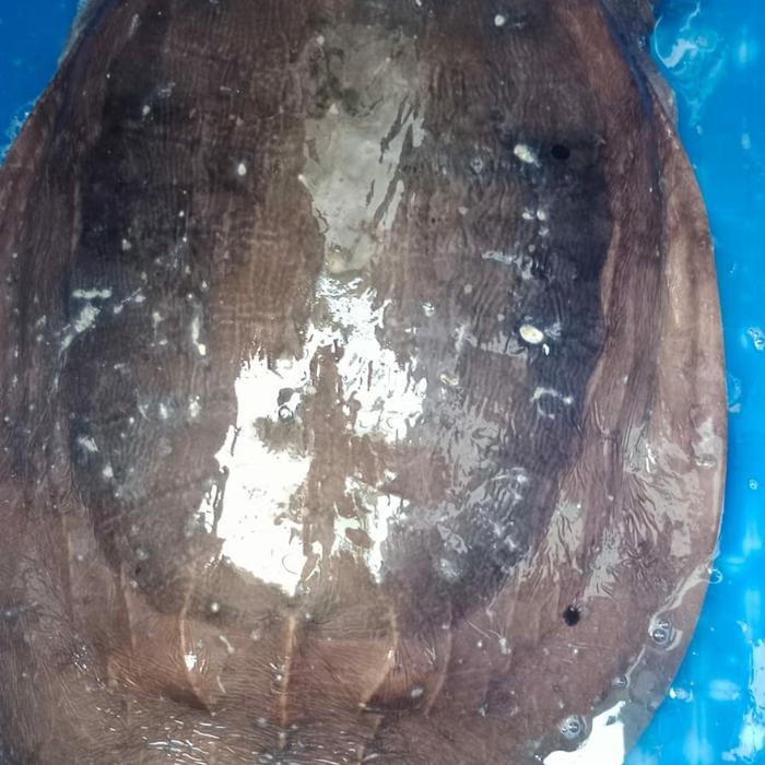 SALE labi labi besar/jumbo hidup1kg