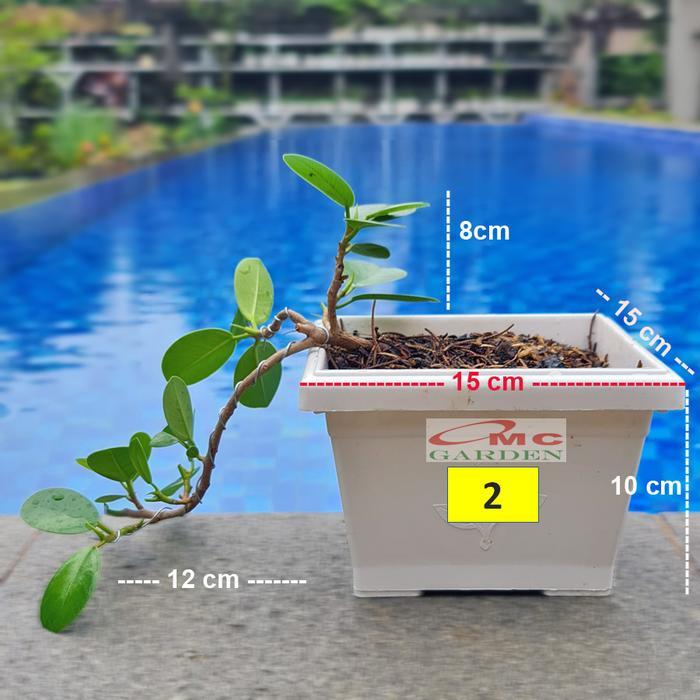 Tanaman Hias Pohon Bonsai Mame Beringin Korea Mini Dolar B-Bk-010