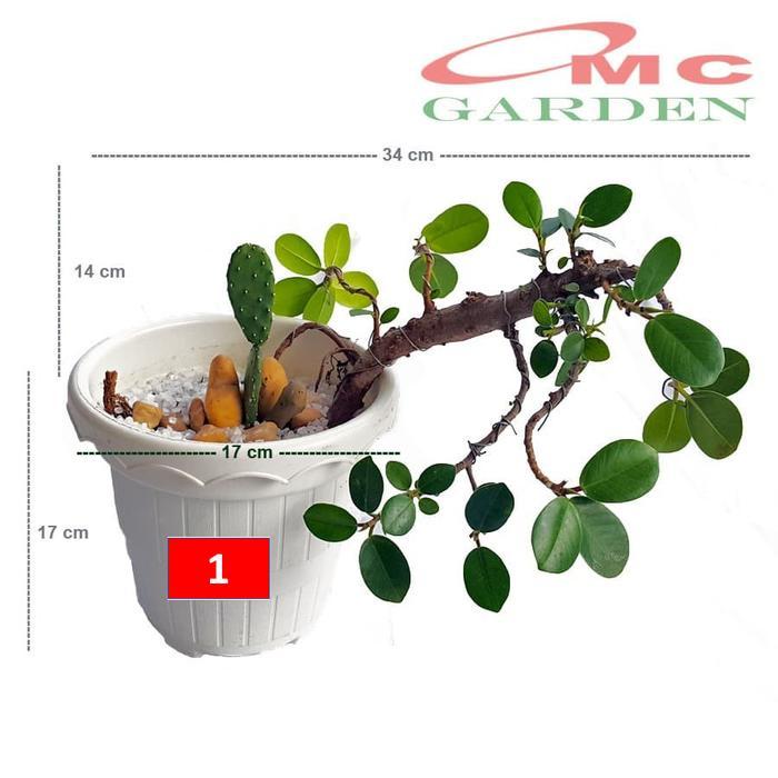 Tanaman Hias Pohon Bonsai Mame Beringin Korea Dolar Mini Kaktus