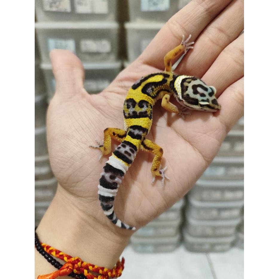 REDAY Terlaris Mainan Leopard gecko Premium MSBN BLACKNIGHT HITAM JUVE MACKSNOW BN CROSS Promo Murah