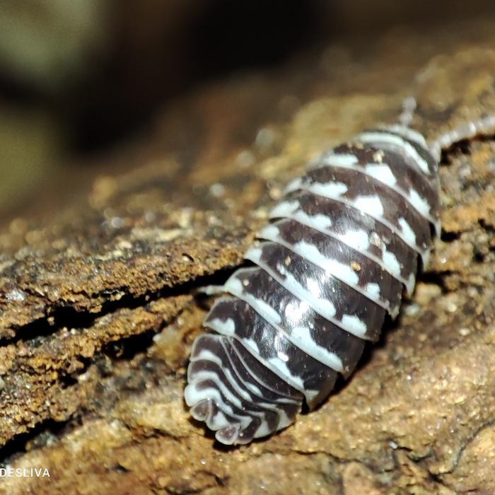 REDAY Terlaris zebra isopoda/armadilium maculatum/bioactive vivarium Promo Murah