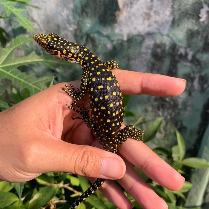 REDAY Terlaris COLEI BABY , varanus colei finschi baby mulus sehat Promo Murah