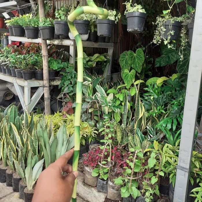 Terbaru Tanaman Bambu Hoki Spiral / Bambu Hoki Lilit / Perbatang
