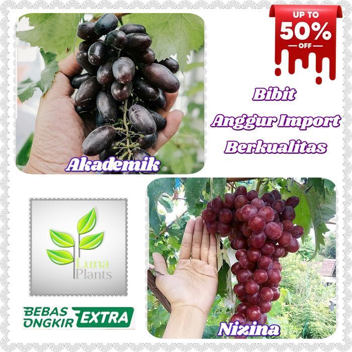 Terbaru Bibit Anggur Import - Bibit Buah Anggur Import